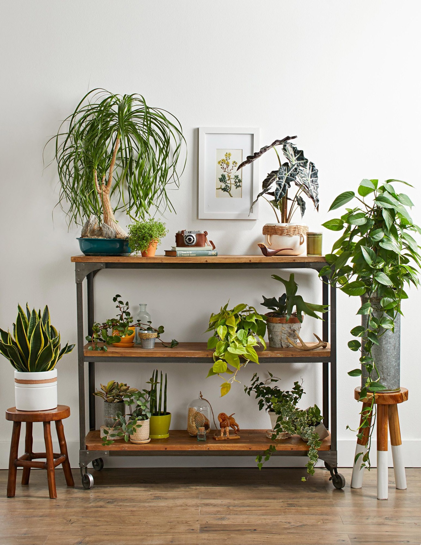 home decor plants Niche Utama Home How to Arrange Plants In Your Living Room to Add Natural Style