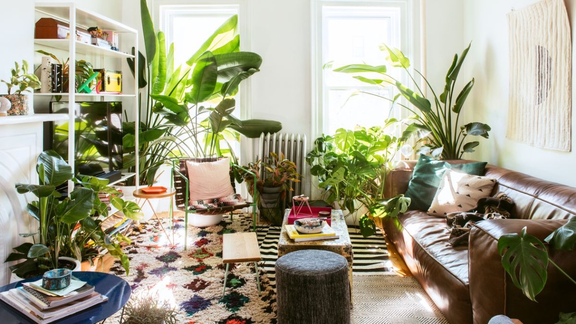 home decor plants Niche Utama Home Top  Plants for Your Living Room Decor  Nurserylive
